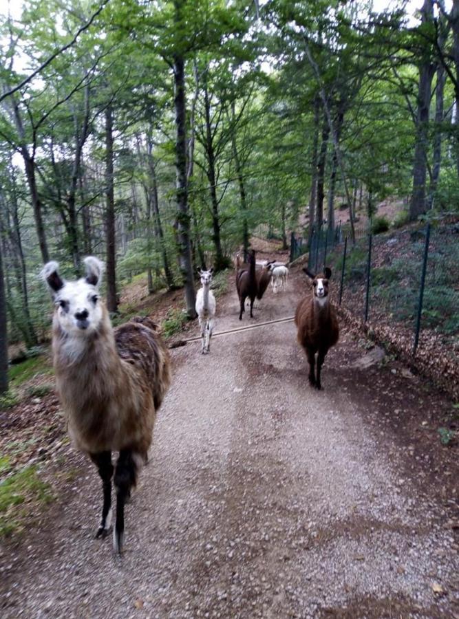 Agriturismo Athabaska San Lorenzo Dorsino Ngoại thất bức ảnh